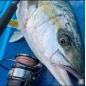 TAILWALK STEALZ 14000 Heavy Duty Spinning Reel